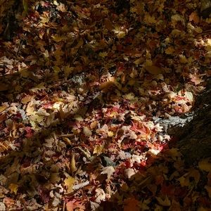 Meet your Posher, Annalycia